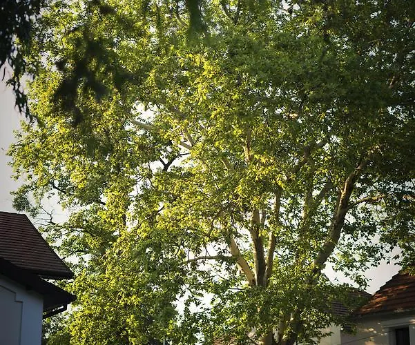 Szafirowy Dwor & Restauracja * Gliwice